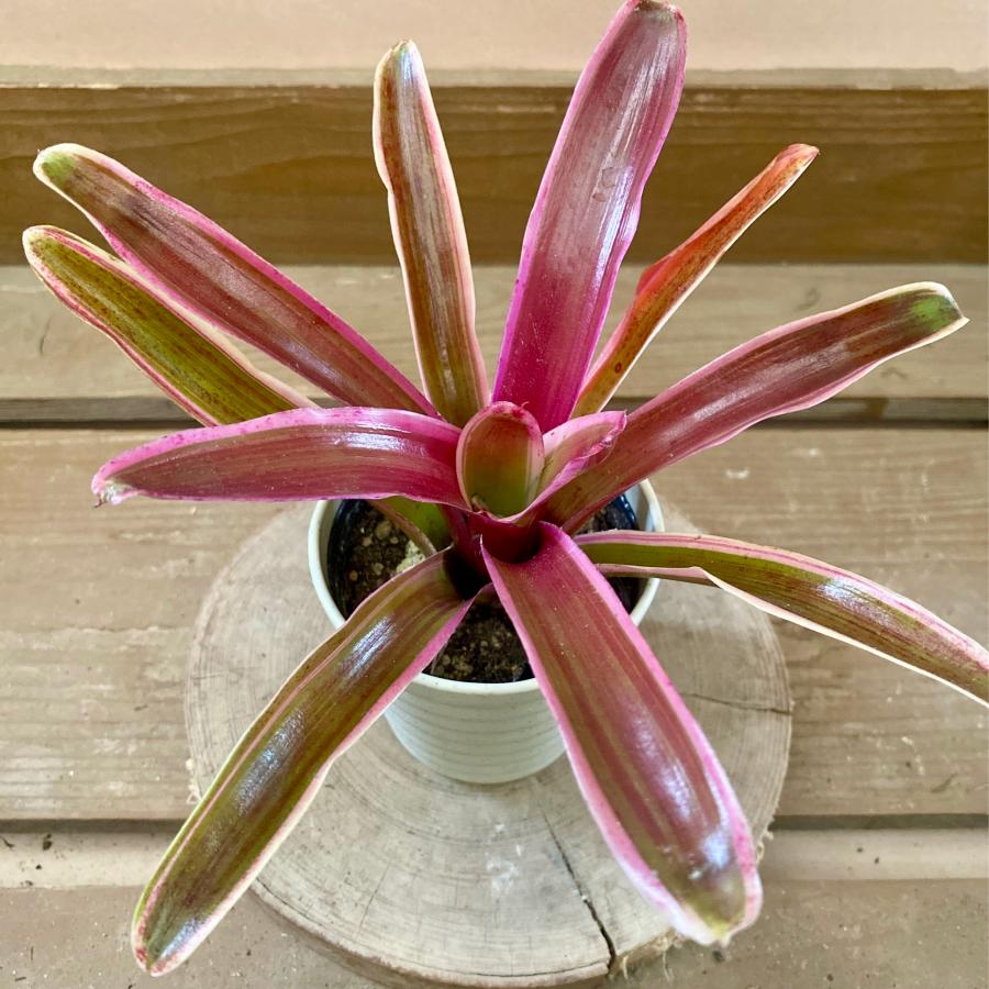 観葉植物 アナナス ネオレゲリア ファイヤーボール : plantlife - 通販