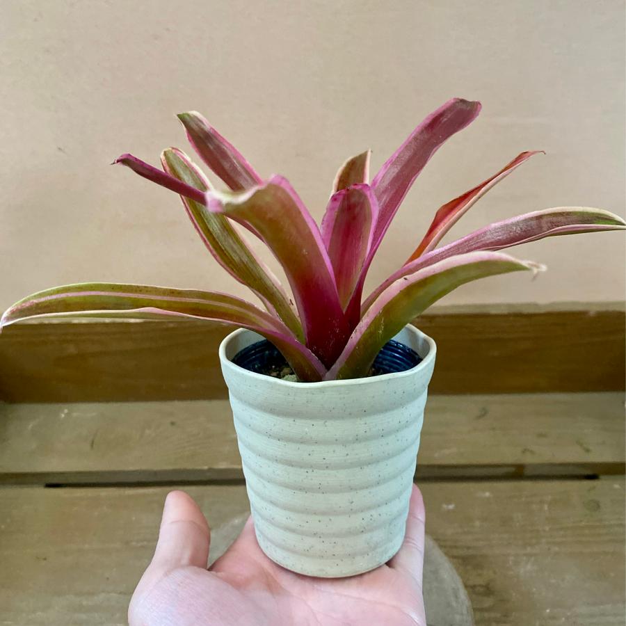 観葉植物 アナナス ネオレゲリア ファイヤーボール : plantlife - 通販