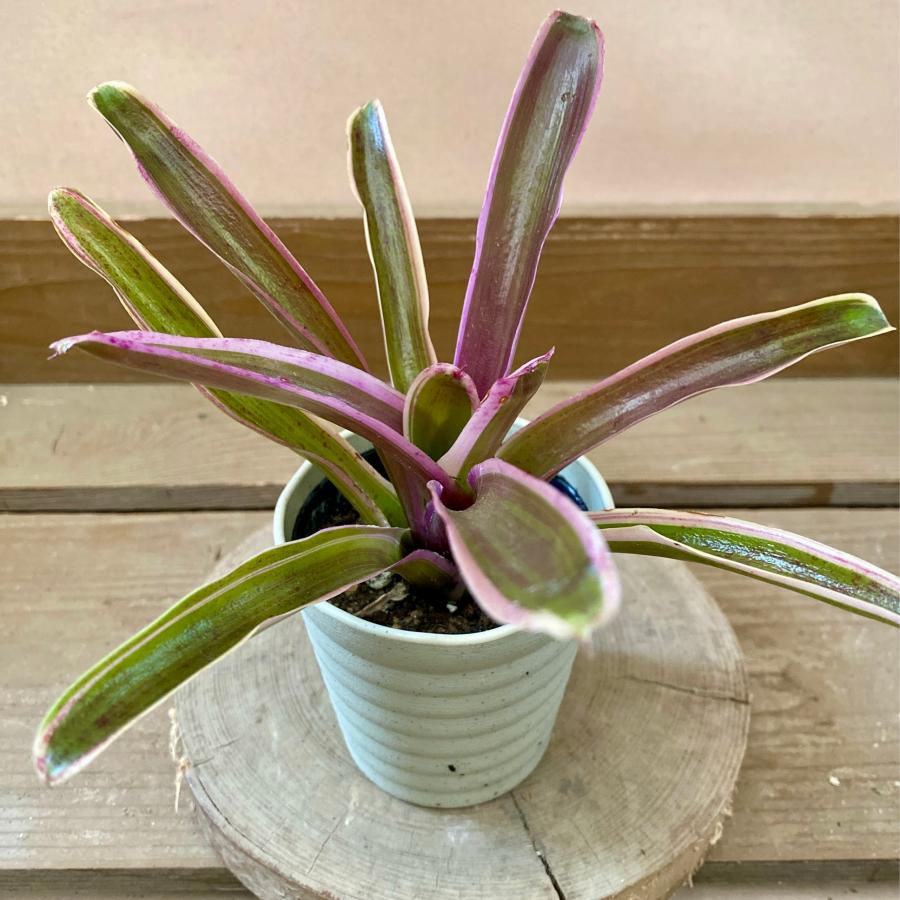 観葉植物 アナナス ネオレゲリア ファイヤーボール : plantlife - 通販