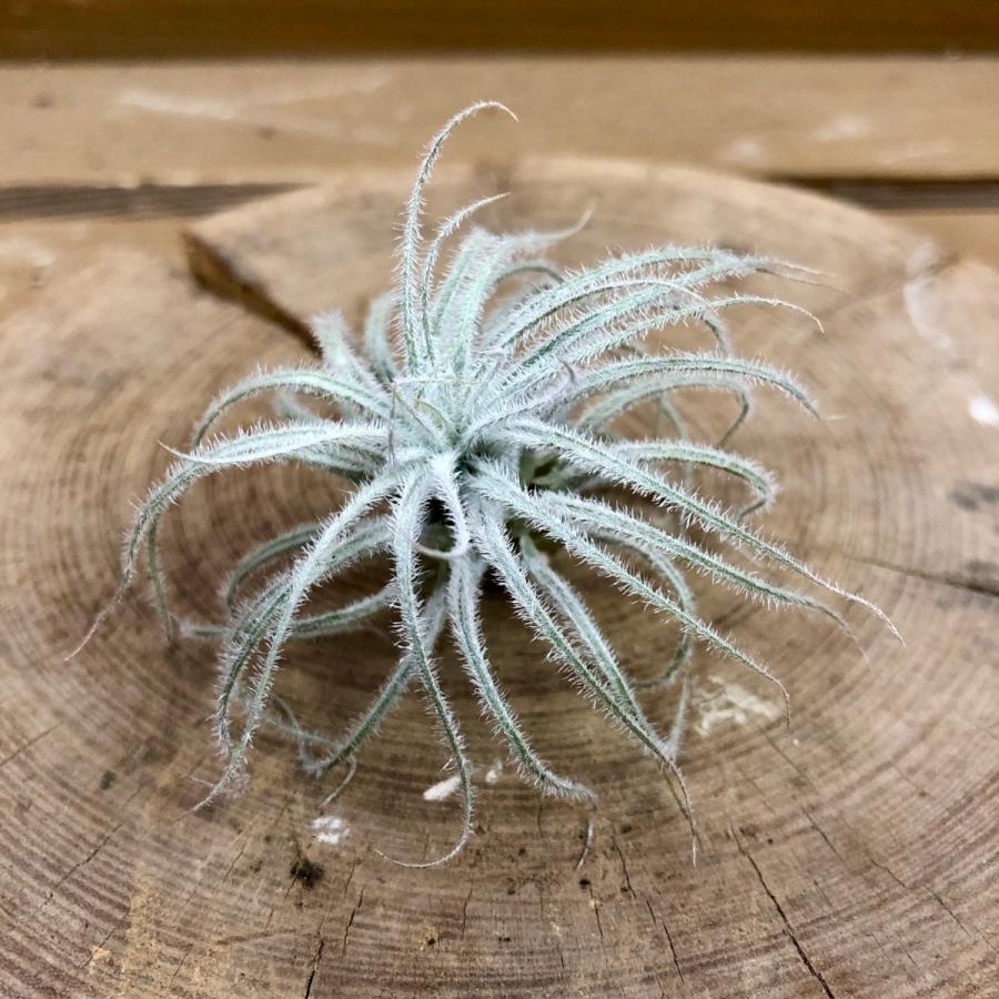 エアプランツ チランジア テクトラム Pl Plantlife 通販 Yahoo ショッピング