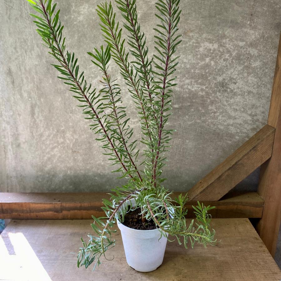 オージープランツ リューカデンドロン ガルピニ : plantlife - 通販