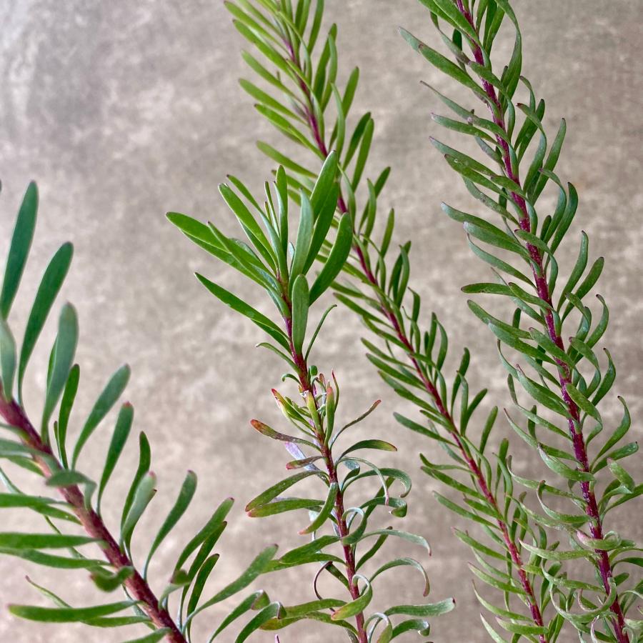 オージープランツ リューカデンドロン ガルピニ : plantlife - 通販