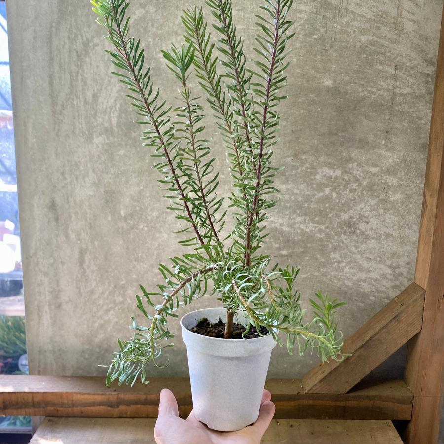 オージープランツ リューカデンドロン ガルピニ : plantlife - 通販