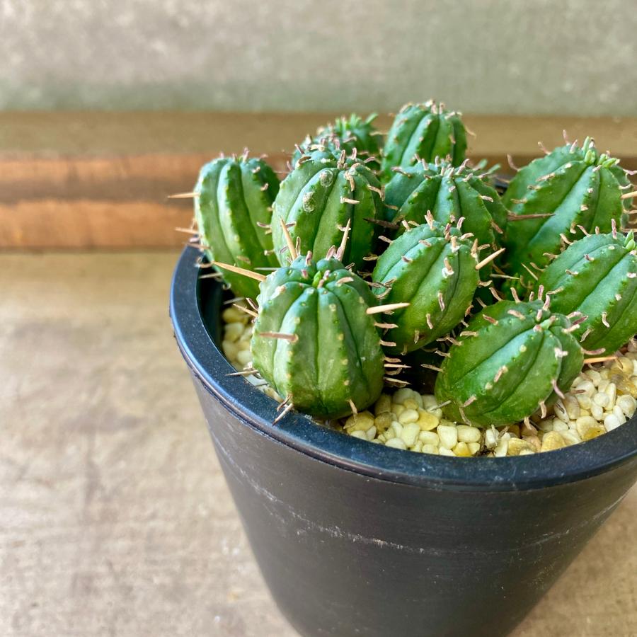 多肉植物 ユーフォルビア マミラリス : plantlife - 通販