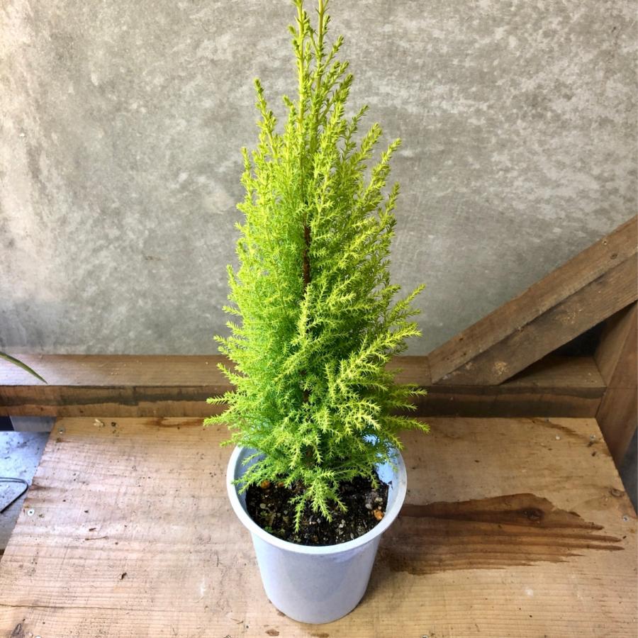 コニファー ゴールドクレスト ウィルマ Pl0236 Plantlife 通販 Yahoo ショッピング