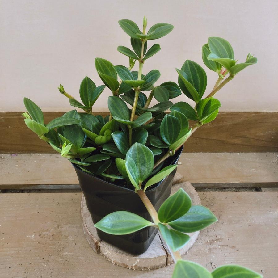 観葉植物 ペペロミア フェアリー Pl02 Plantlife 通販 Yahoo ショッピング