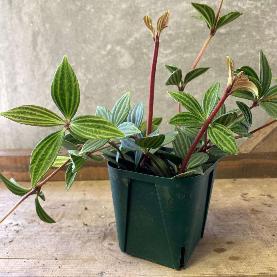 市場 観葉植物 ペペロミア プテオラータ