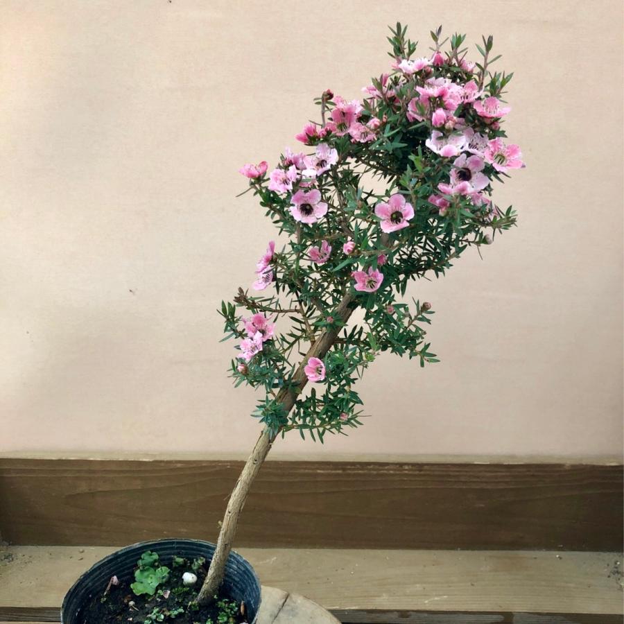 ハーブの苗 22年8月下旬予約 ティーツリー マヌカ赤系一重花