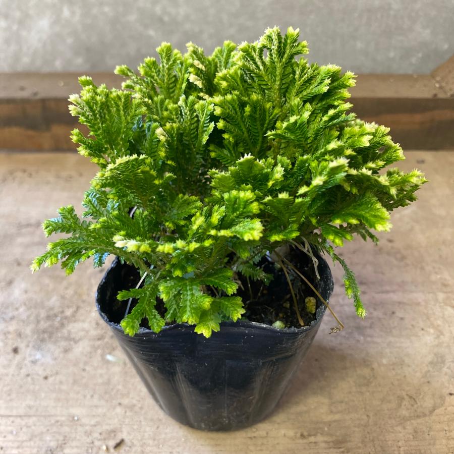 観葉植物　セラギネラ　スノーリー（Yahoo!・plantlife）