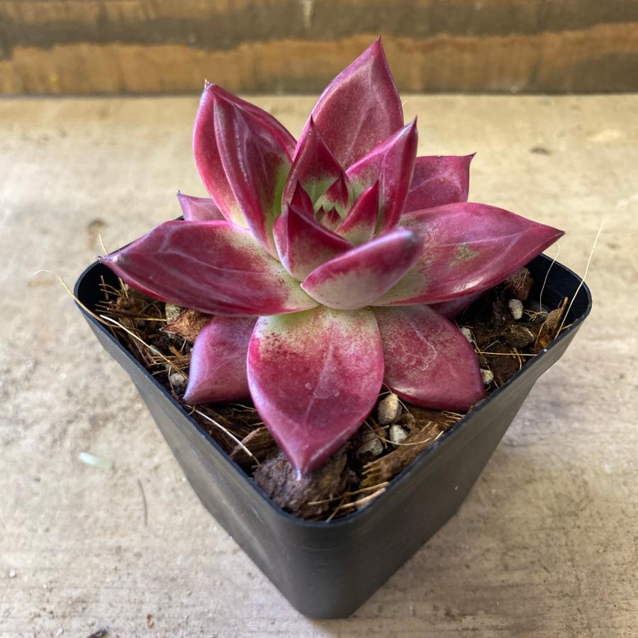 多肉植物　エケベリア　ロメオルビン×コロラータ（Yahoo!・plantlife）