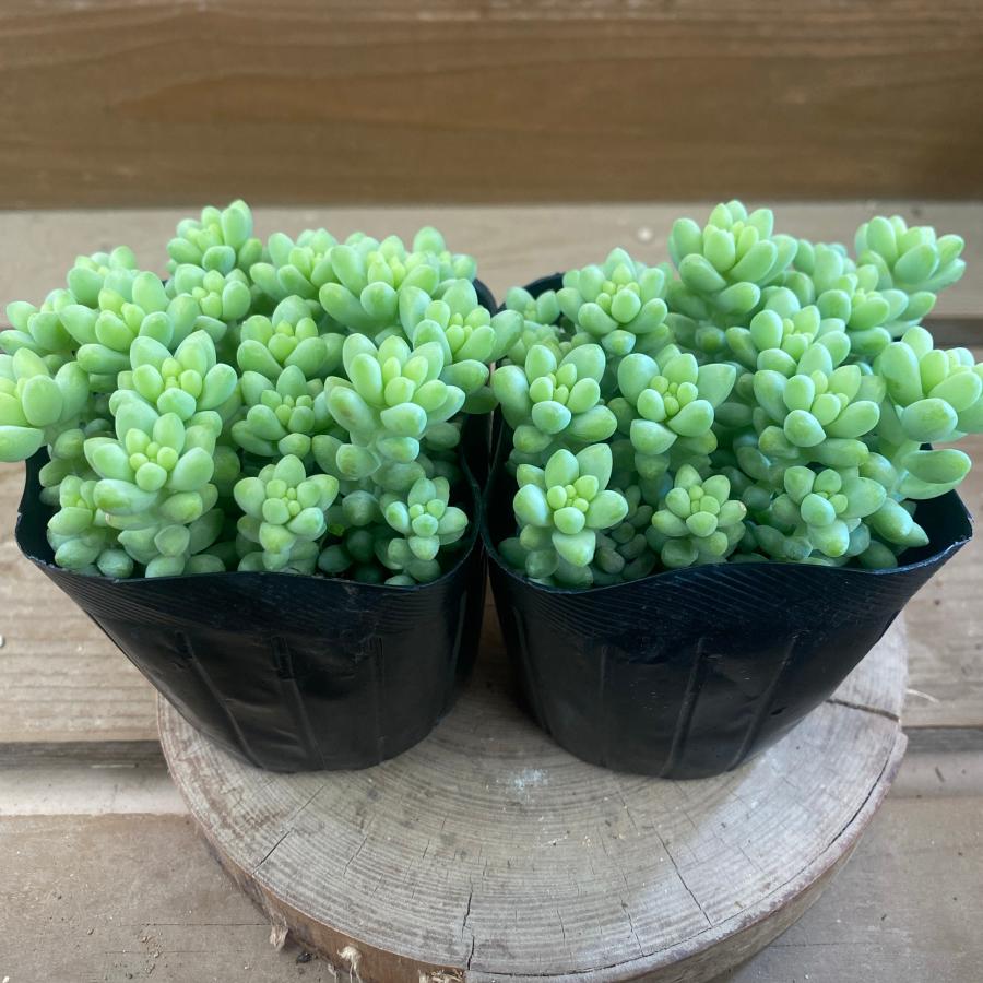 多肉植物 セダム 新玉つづり ビアホップ 2ポットset Kristiananderin Com
