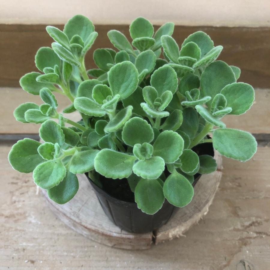 ミントのような香り ハーブ苗 アロマティカス