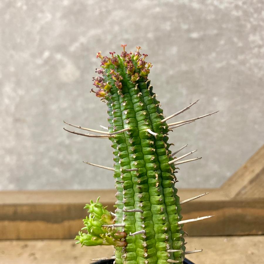 多肉植物 ユーフォルビア フェロックス（勇猛閣） : plantlife - 通販