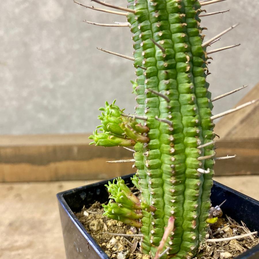 多肉植物 ユーフォルビア フェロックス（勇猛閣） : plantlife - 通販