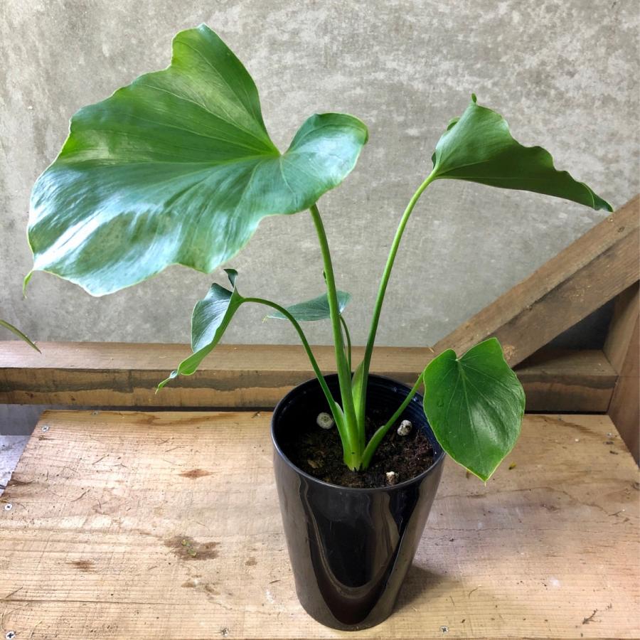 観葉植物 フィロデンドロン セローム Pl Plantlife 通販 Yahoo ショッピング