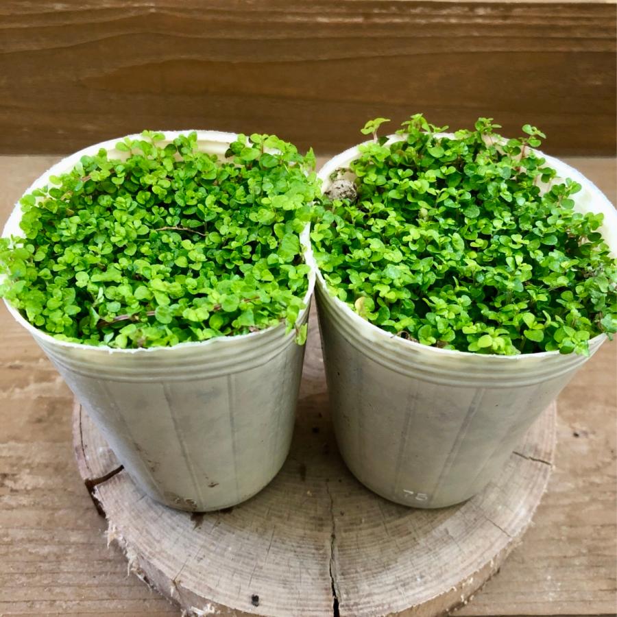 384円 人気絶頂 観葉植物 ソレイロリア ベビーティアーズ 2ポットset