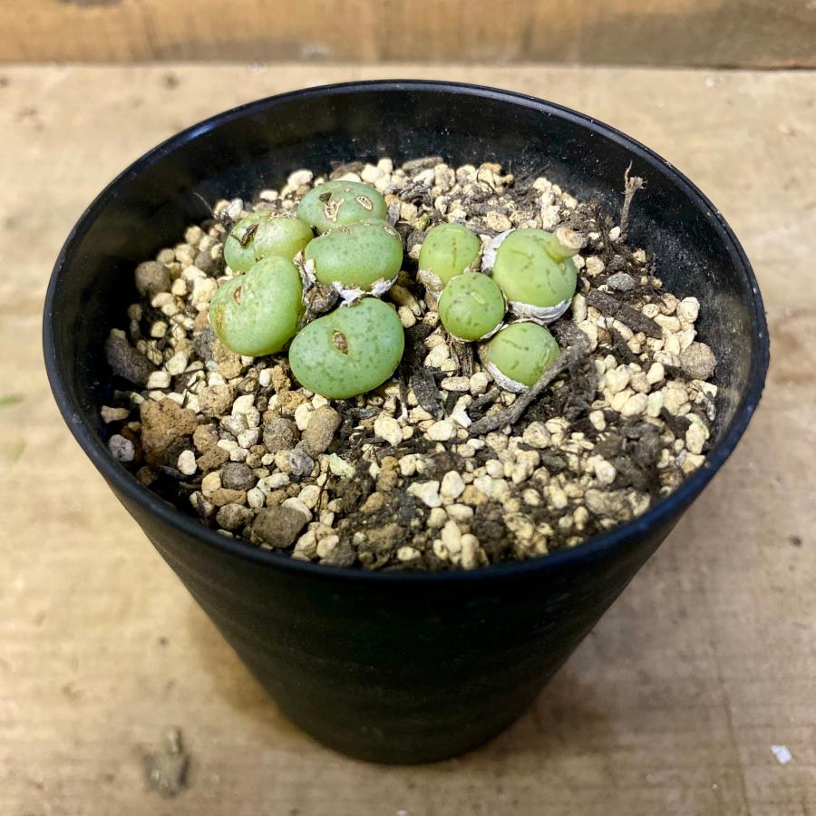 多肉植物 コノフィツム オブコルデルム : plantlife - 通販 - Yahoo