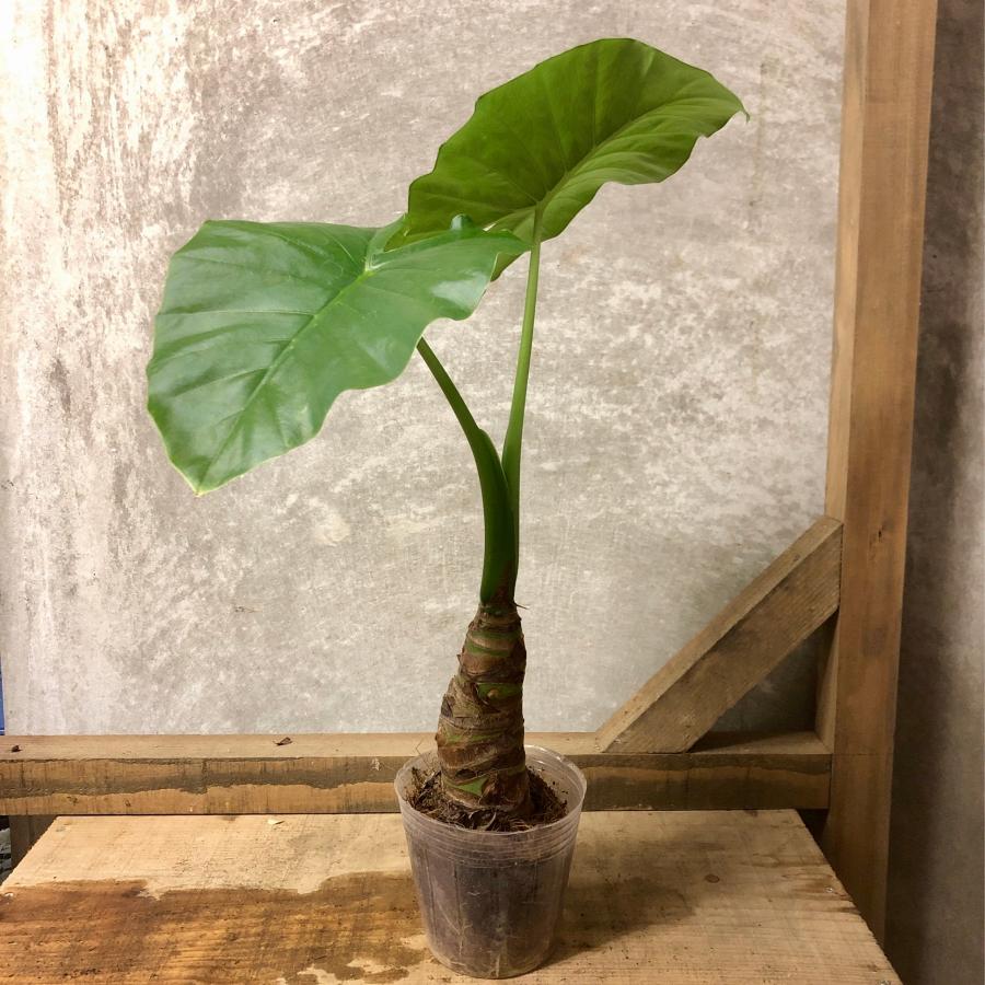 観葉植物　クワズイモ（Yahoo!・plantlife）
