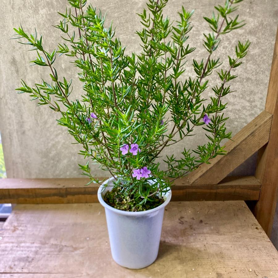 常緑低木　ミントブッシュ　（Yahoo!・plantlife）