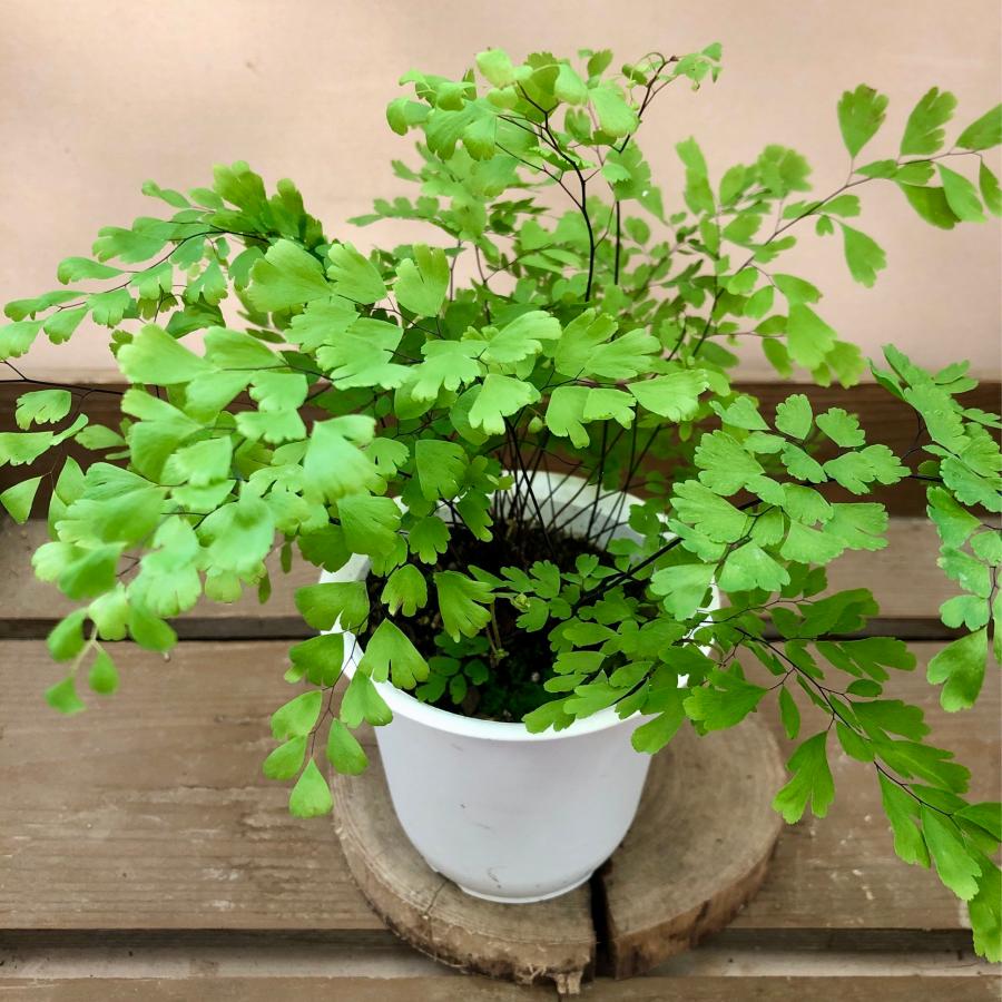 観葉植物 アジアンタム 予約 フレグランス