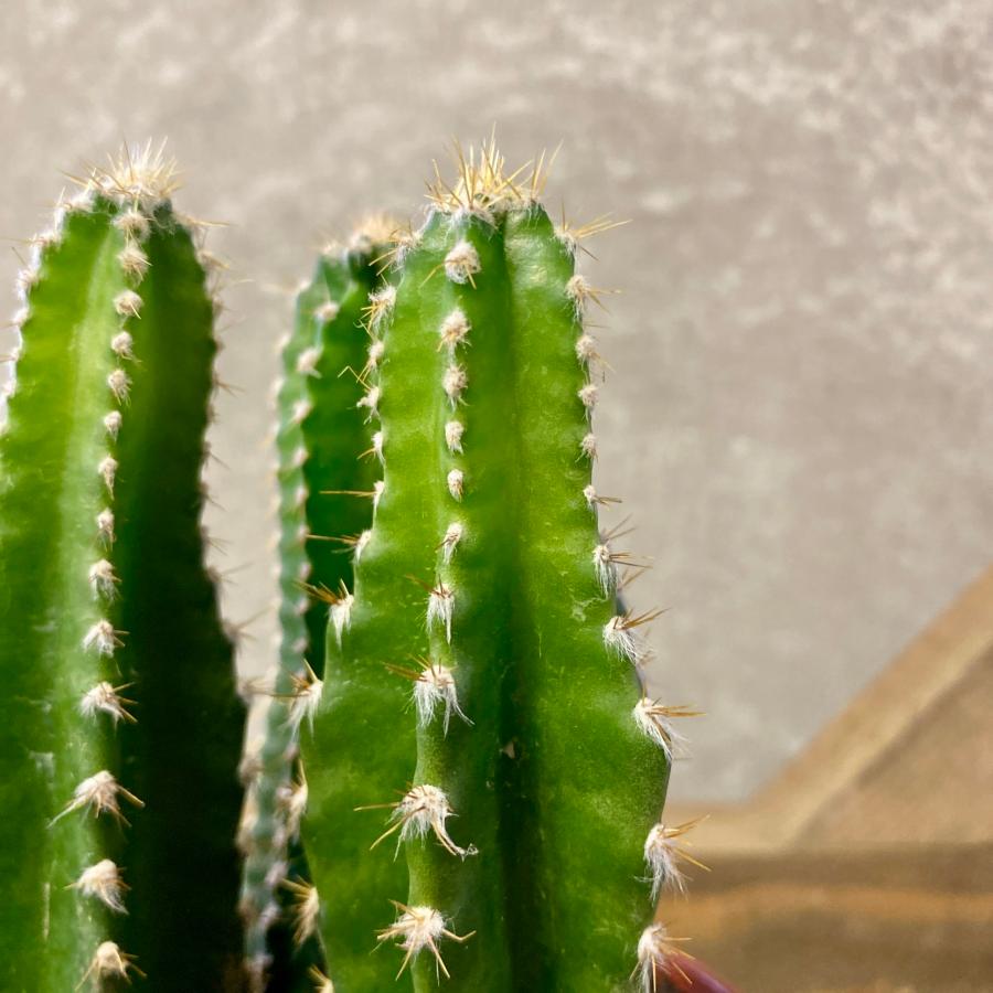 観葉植物 柱サボテン : plantlife - 通販 - Yahoo!ショッピング