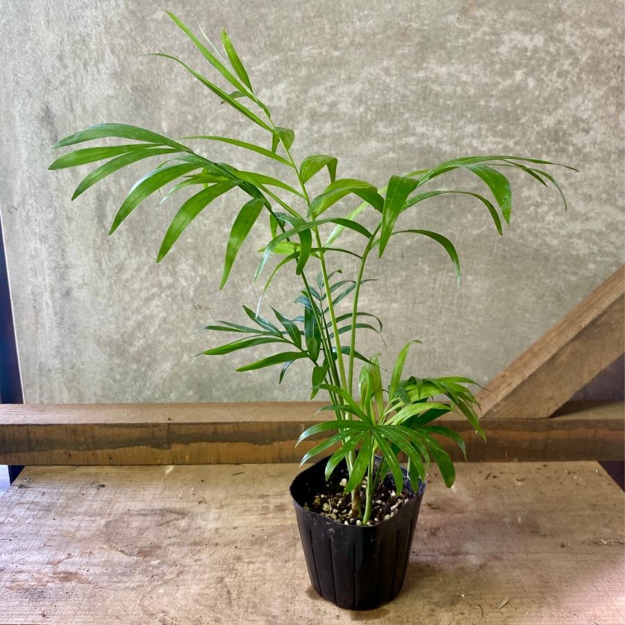 観葉植物 テーブルヤシ 驚きの値段
