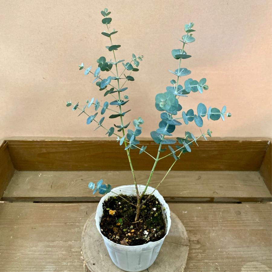 苗木 ユーカリ グニー Pl Plantlife 通販 Yahoo ショッピング