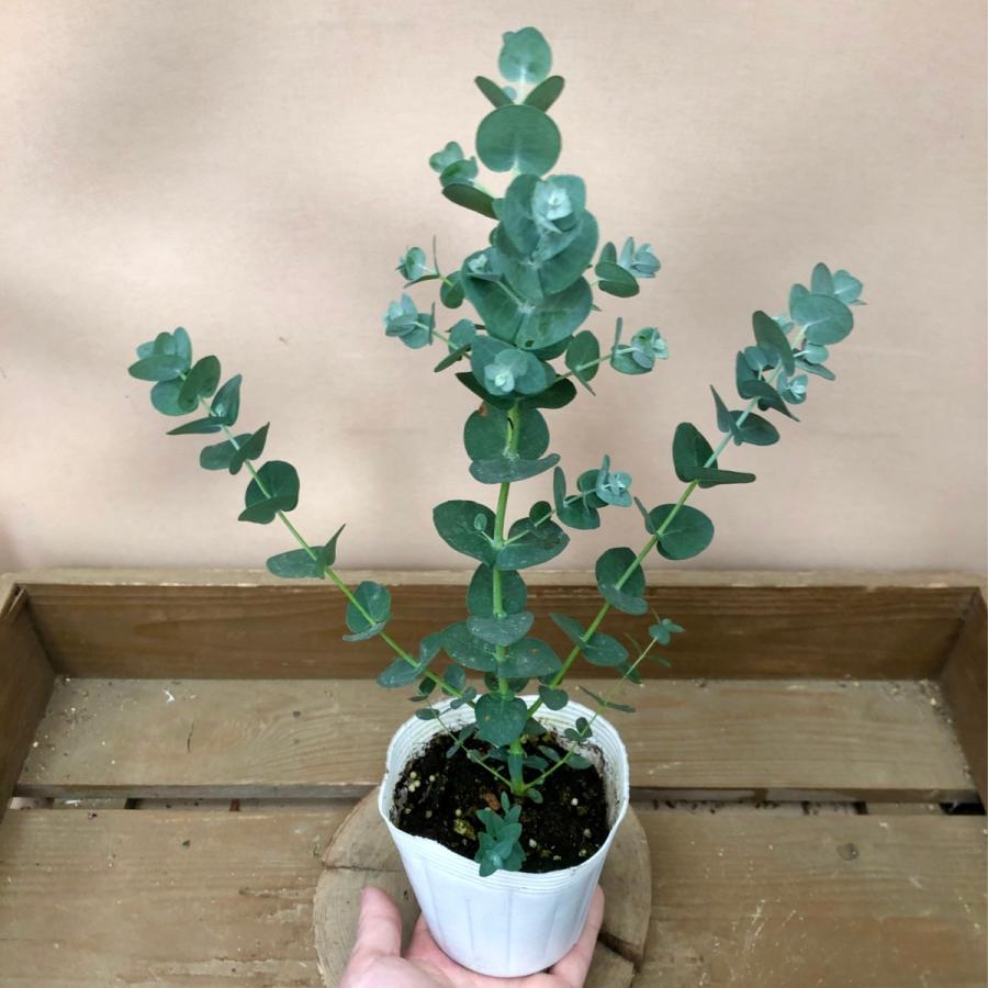 苗木 ユーカリ グニー Pl Plantlife 通販 Yahoo ショッピング