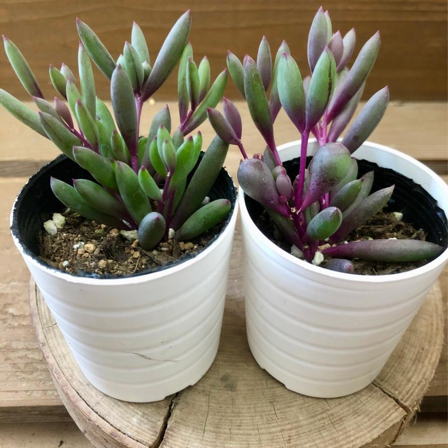 決算特価商品 多肉植物 ルビーネックレス 2鉢set