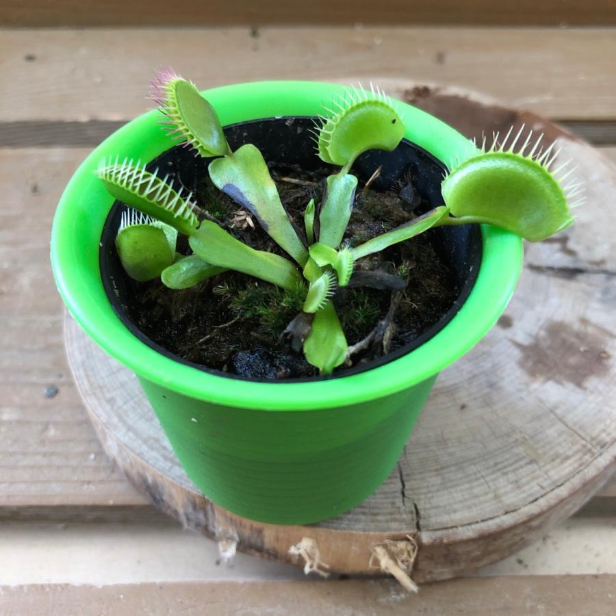 売れ筋ランキング 食虫植物 ハエトリソウ