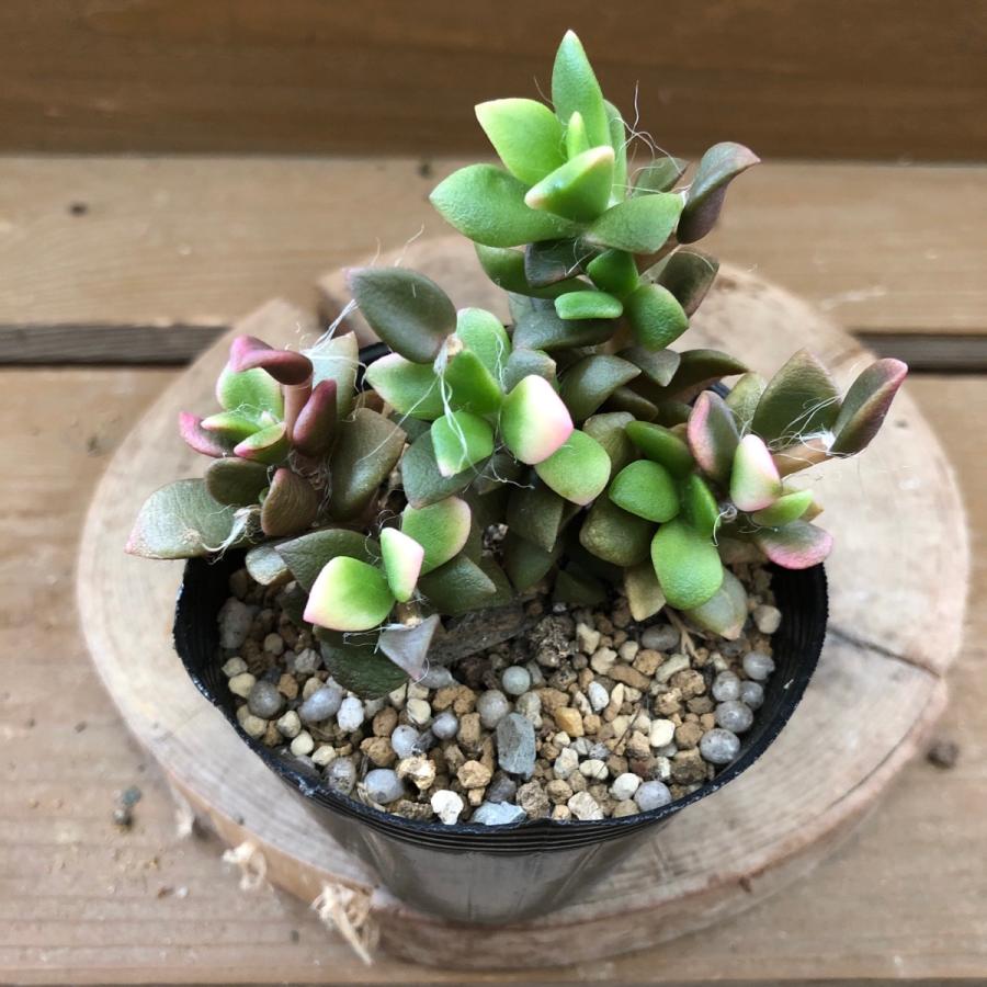 多肉植物 アナカンプセロス 信託 桜吹雪