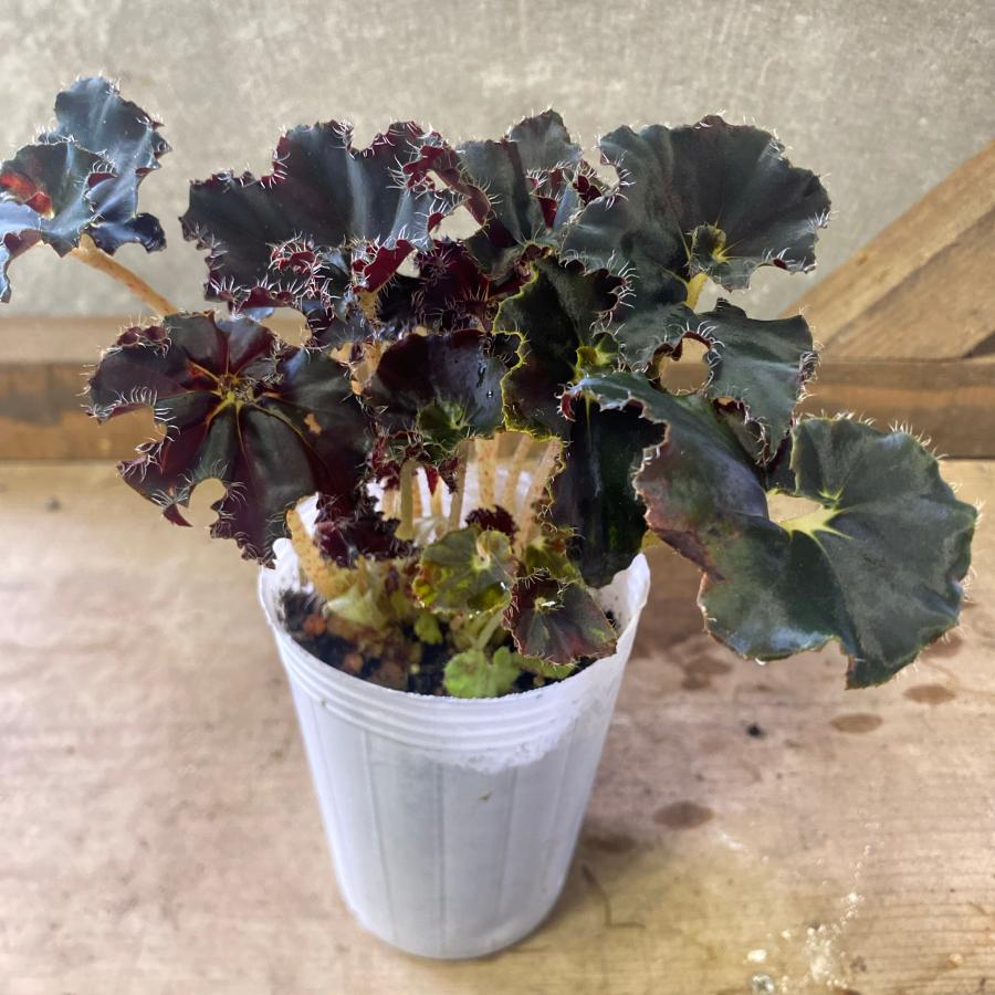 レックスベゴニア ダークマンボ : plantlife - 通販 - Yahoo