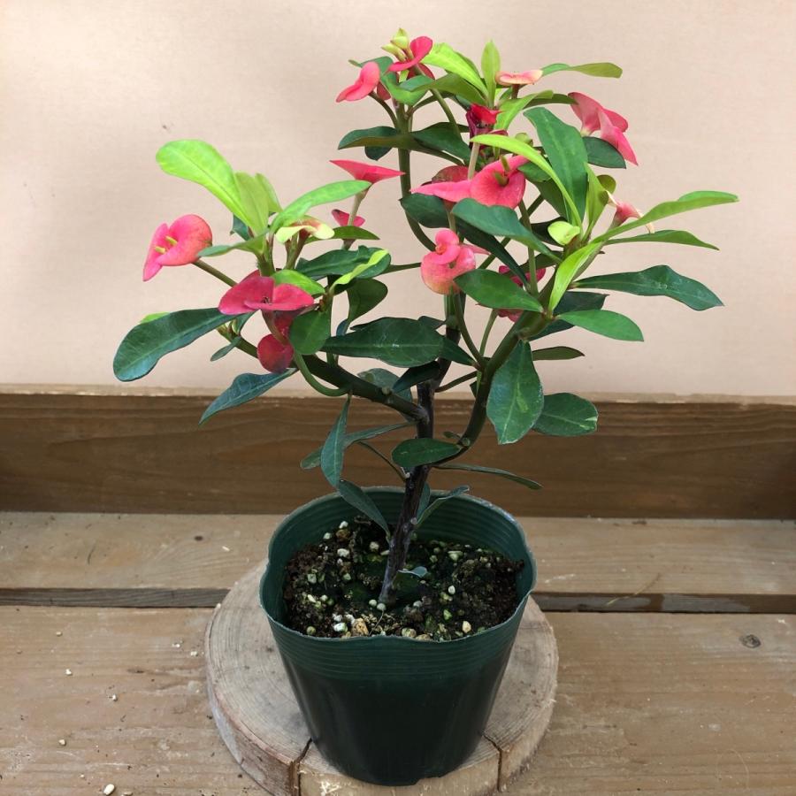 ユーフォルビア 通販 激安 トゲなし花キリン レッドドラゴン