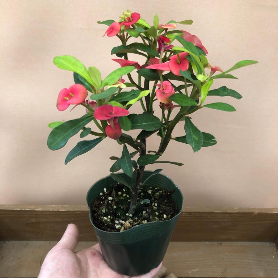 ユーフォルビア 通販 激安 トゲなし花キリン レッドドラゴン