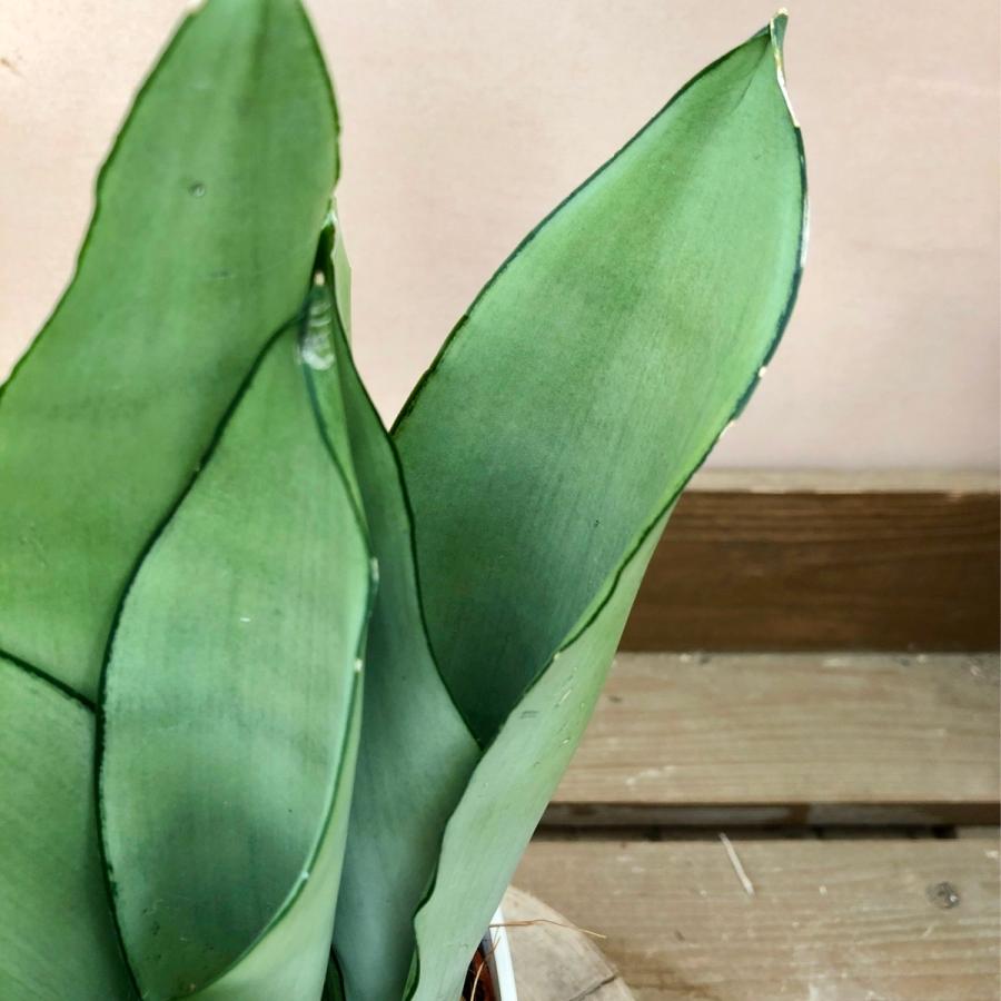 観葉植物 サンスベリア ムーンシャイン : plantlife - 通販 - Yahoo