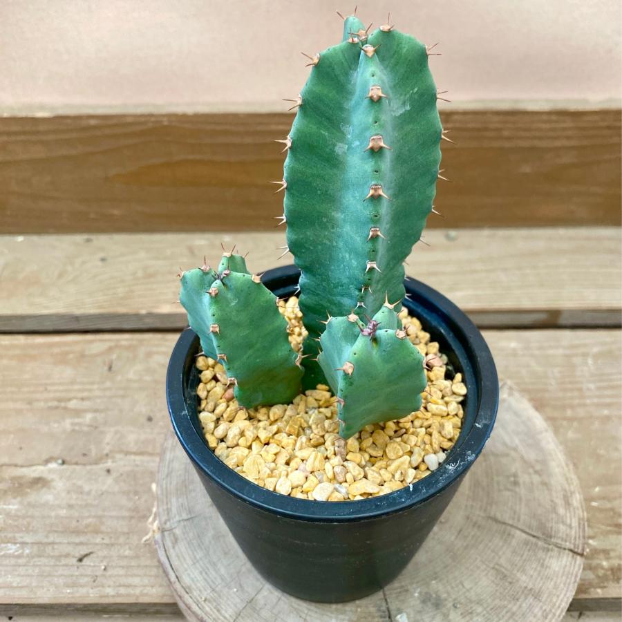 多肉植物 ユーフォルビア レシニフェラ（白角キリン） : plantlife