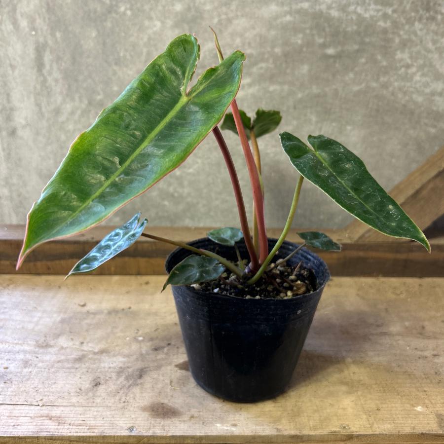 観葉植物　フィロデンドロン　ビレッティア