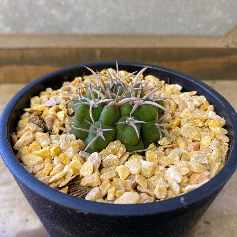 サボテン ギムノカリキウム 短刺天平丸 : plantlife - 通販 - Yahoo