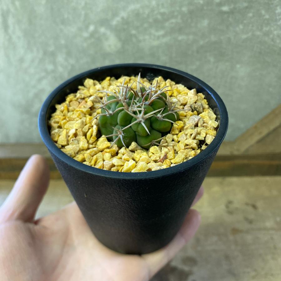 サボテン ギムノカリキウム 短刺天平丸 : plantlife - 通販 - Yahoo