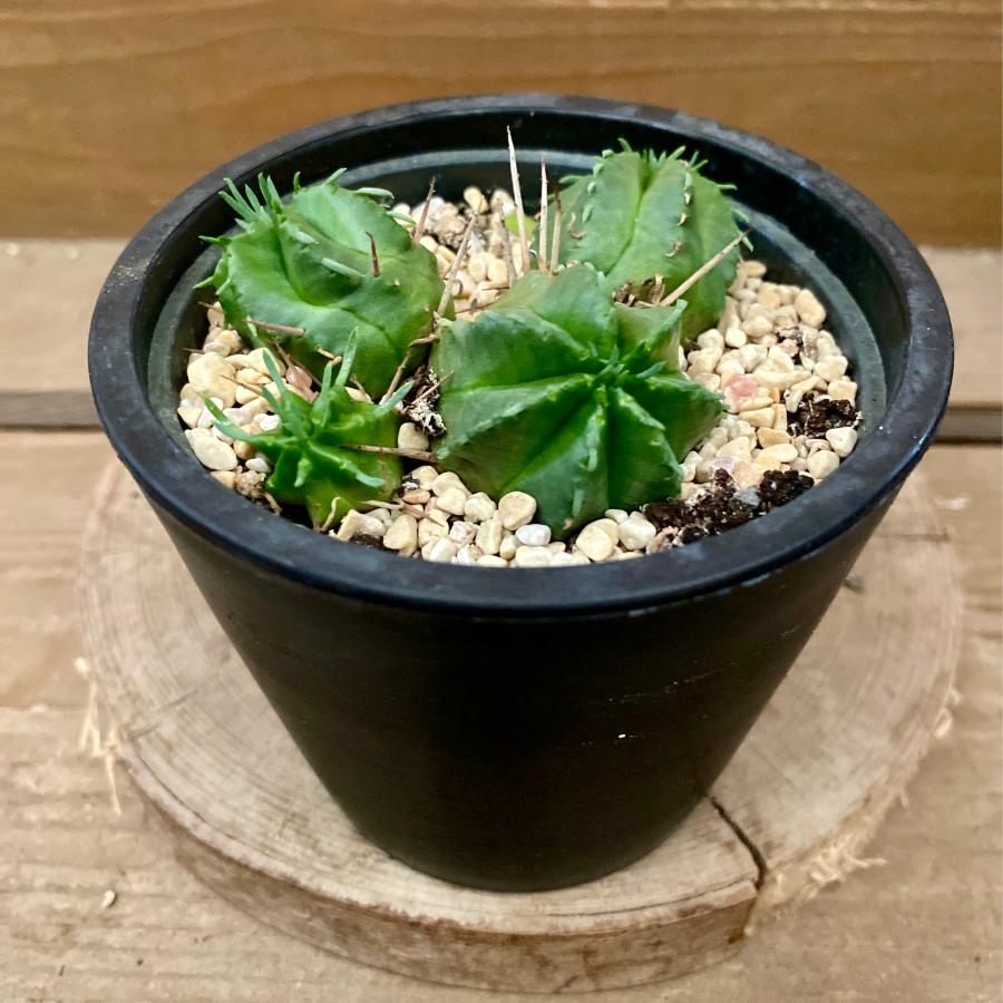 観葉植物 多肉植物 ユーフォルビア メロフォルミス（貴青玉