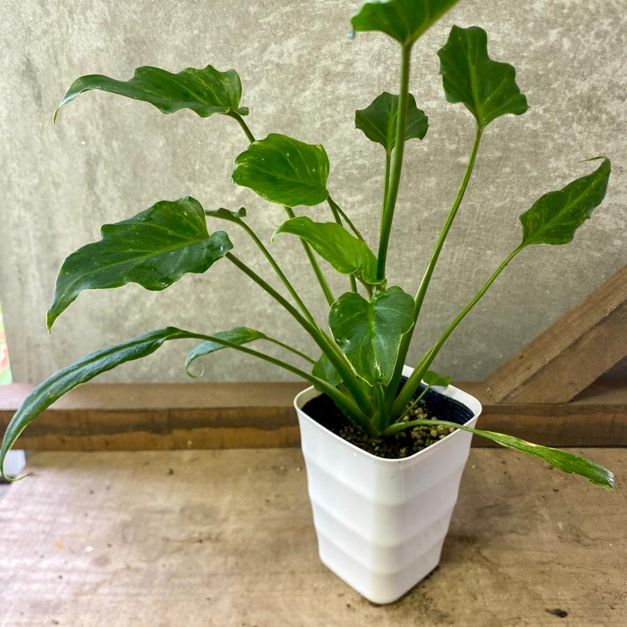 観葉植物 フィロデンドロン ザナドゥ（クッカバラ） : plantlife