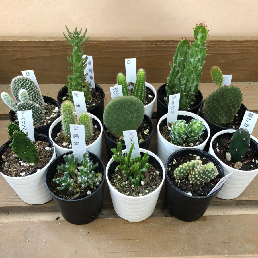 サボテン　8鉢set の商品画像