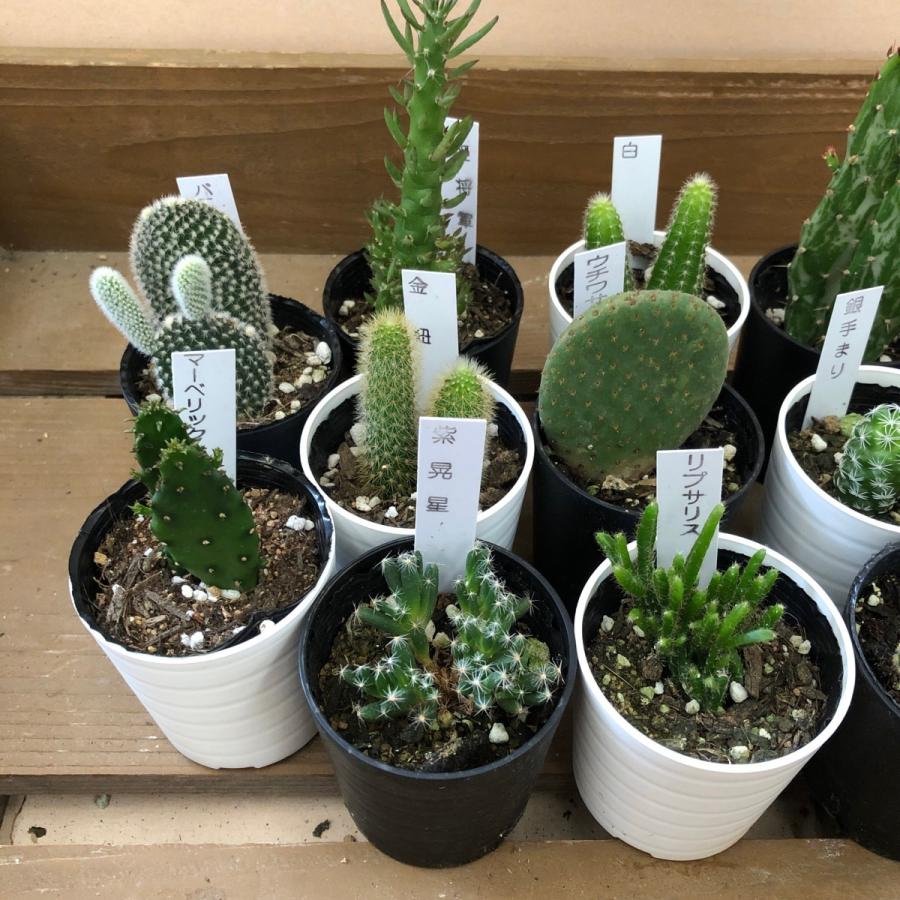 サボテン 8鉢set : plantlife - 通販 - Yahoo!ショッピング