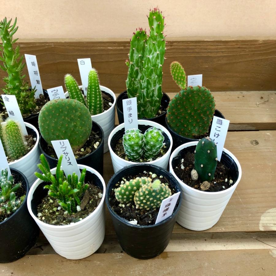 サボテン 8鉢set : plantlife - 通販 - Yahoo!ショッピング