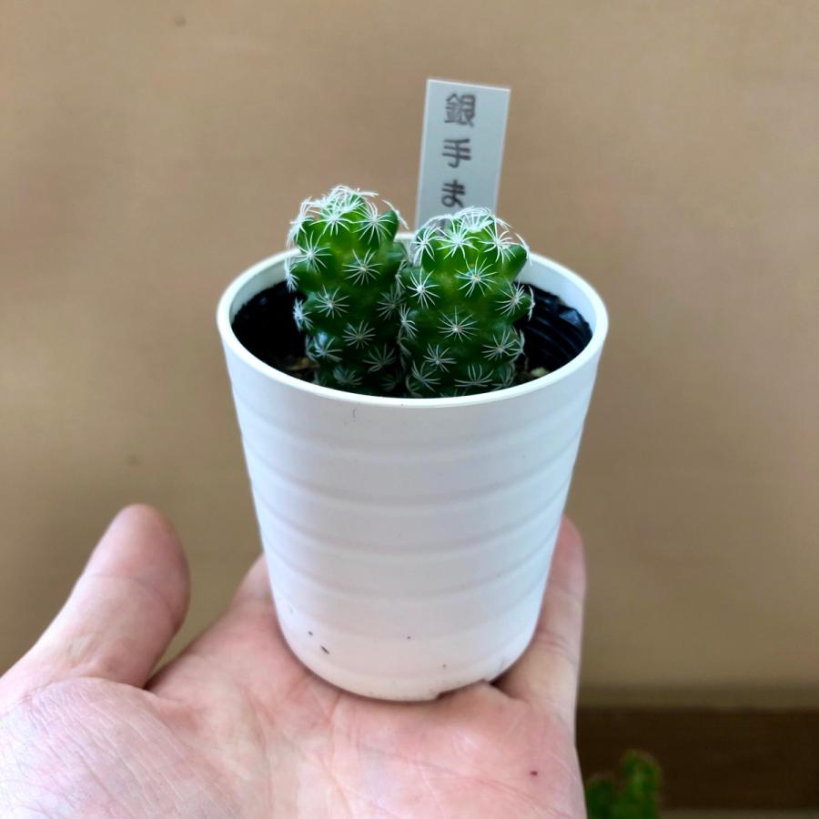 サボテン 8鉢set : plantlife - 通販 - Yahoo!ショッピング