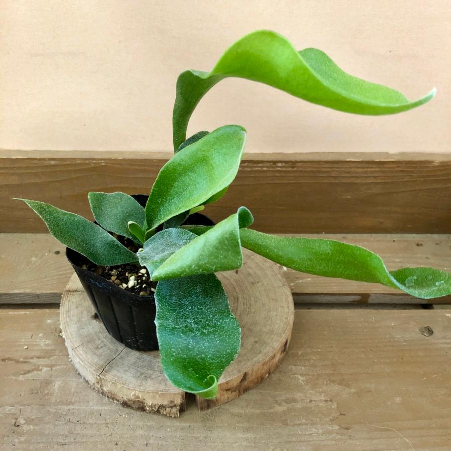 割引発見 観葉植物 コウモリラン ビカクシダ ネザーランド