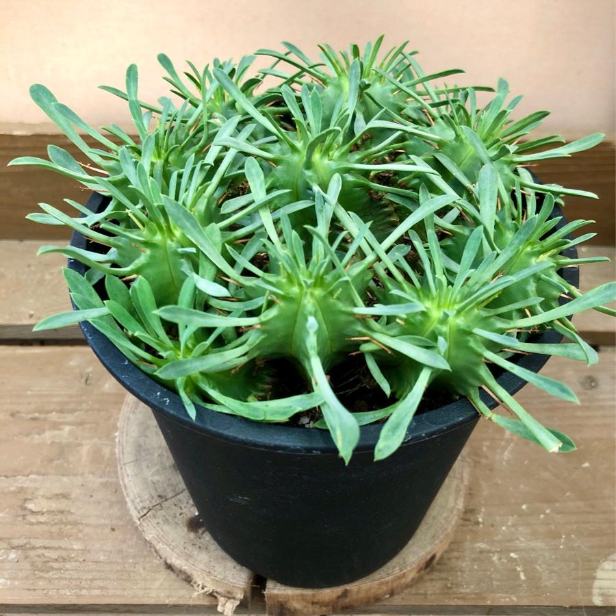 多肉植物 ユーフォルビア 笹蟹丸 : plantlife - 通販 - Yahoo!ショッピング