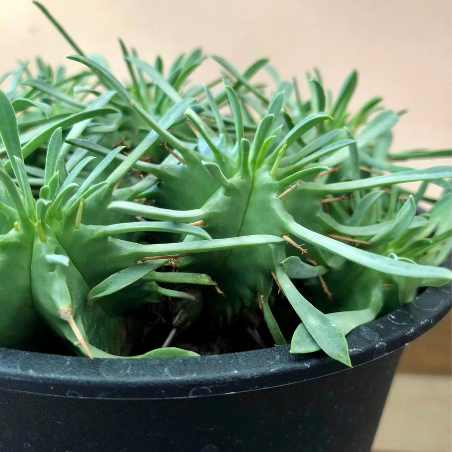 多肉植物 ユーフォルビア 笹蟹丸 : plantlife - 通販 - Yahoo!ショッピング