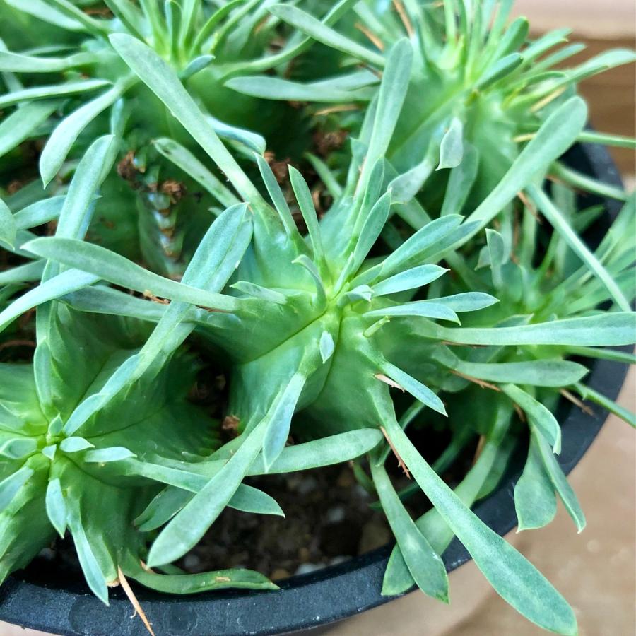 多肉植物 ユーフォルビア 笹蟹丸 : plantlife - 通販 - Yahoo!ショッピング