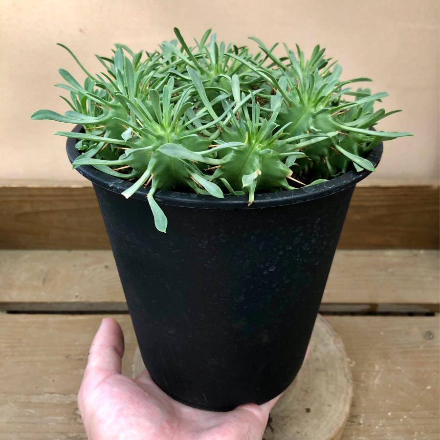 多肉植物 ユーフォルビア 笹蟹丸 : plantlife - 通販 - Yahoo!ショッピング